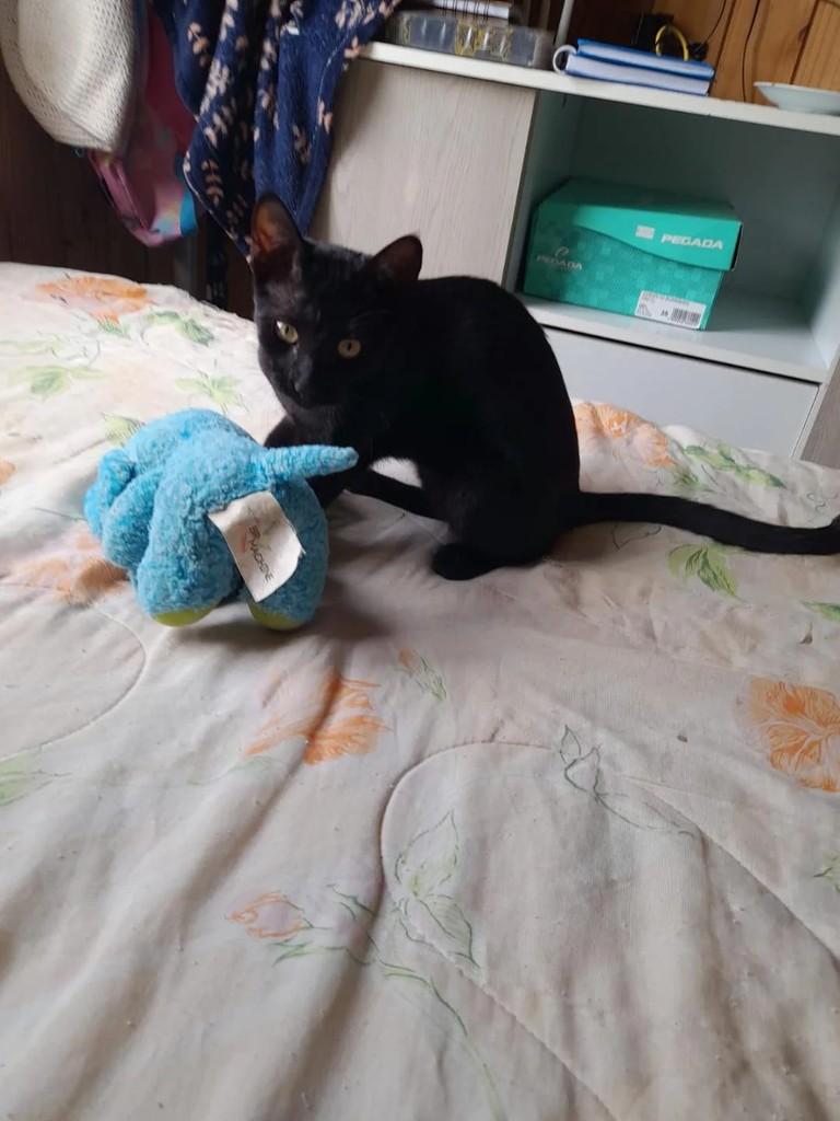 Mick, gato de porte pequeno para adoção em Caxias do Sul - RS
