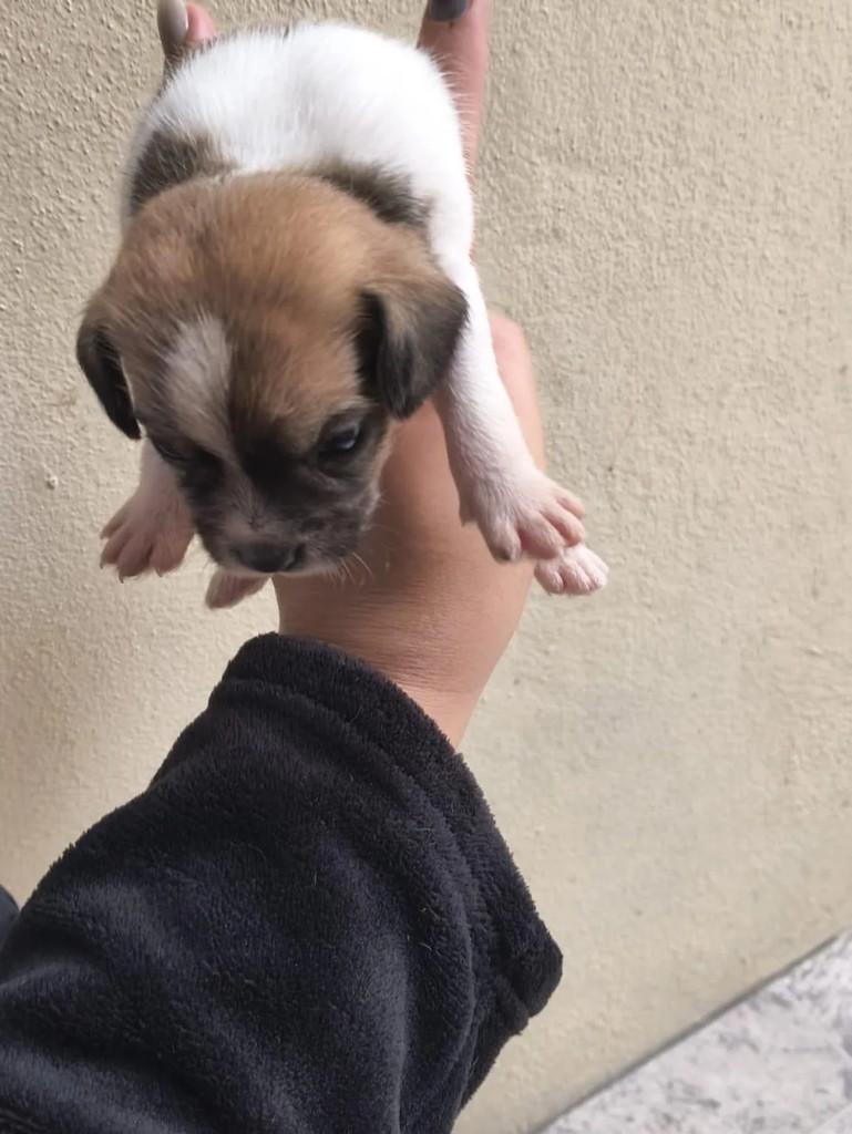Layza, cachorro de porte pequeno para adoção em Caxias do Sul - RS