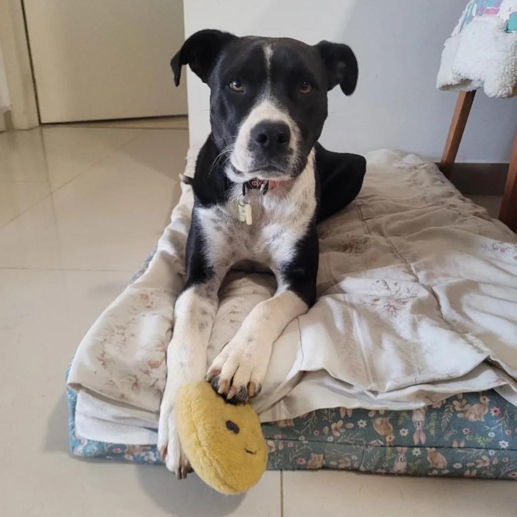 Linda, cadela de porte médio para adoção em Caxias do Sul - RS