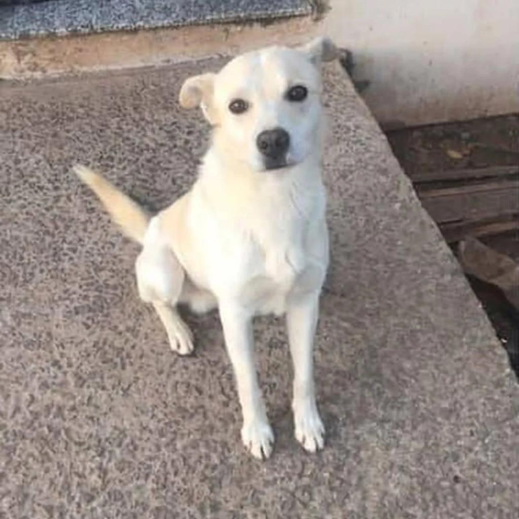 Bad, cachorro de porte médio para adoção em Caxias do Sul - RS