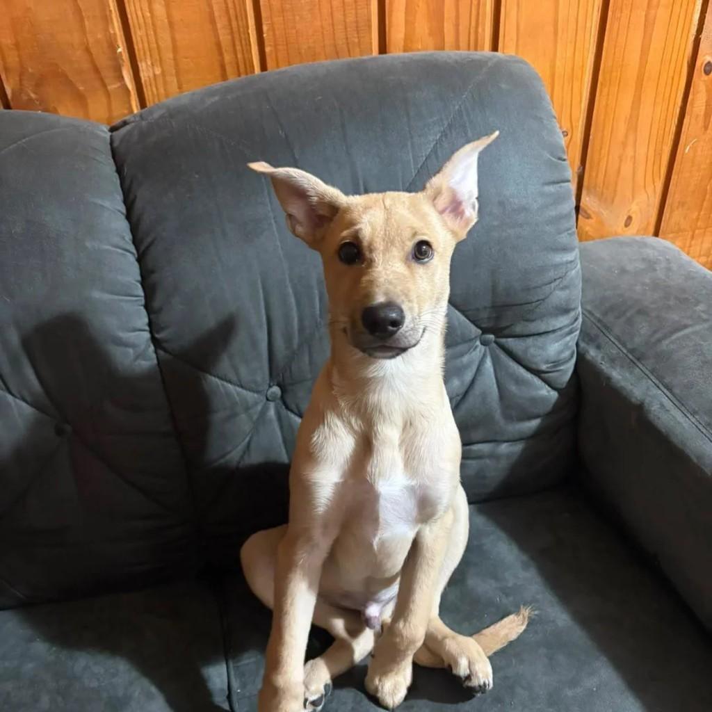 Joaquim, cachorro de porte pequeno para adoção em Caxias do Sul - RS