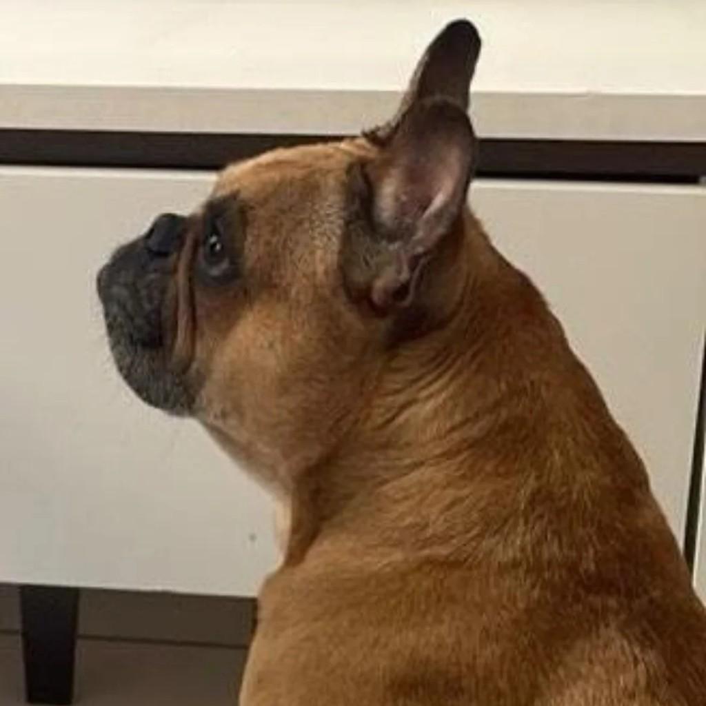 Alfredo, cachorro de porte pequeno para adoção em Caxias do Sul - RS