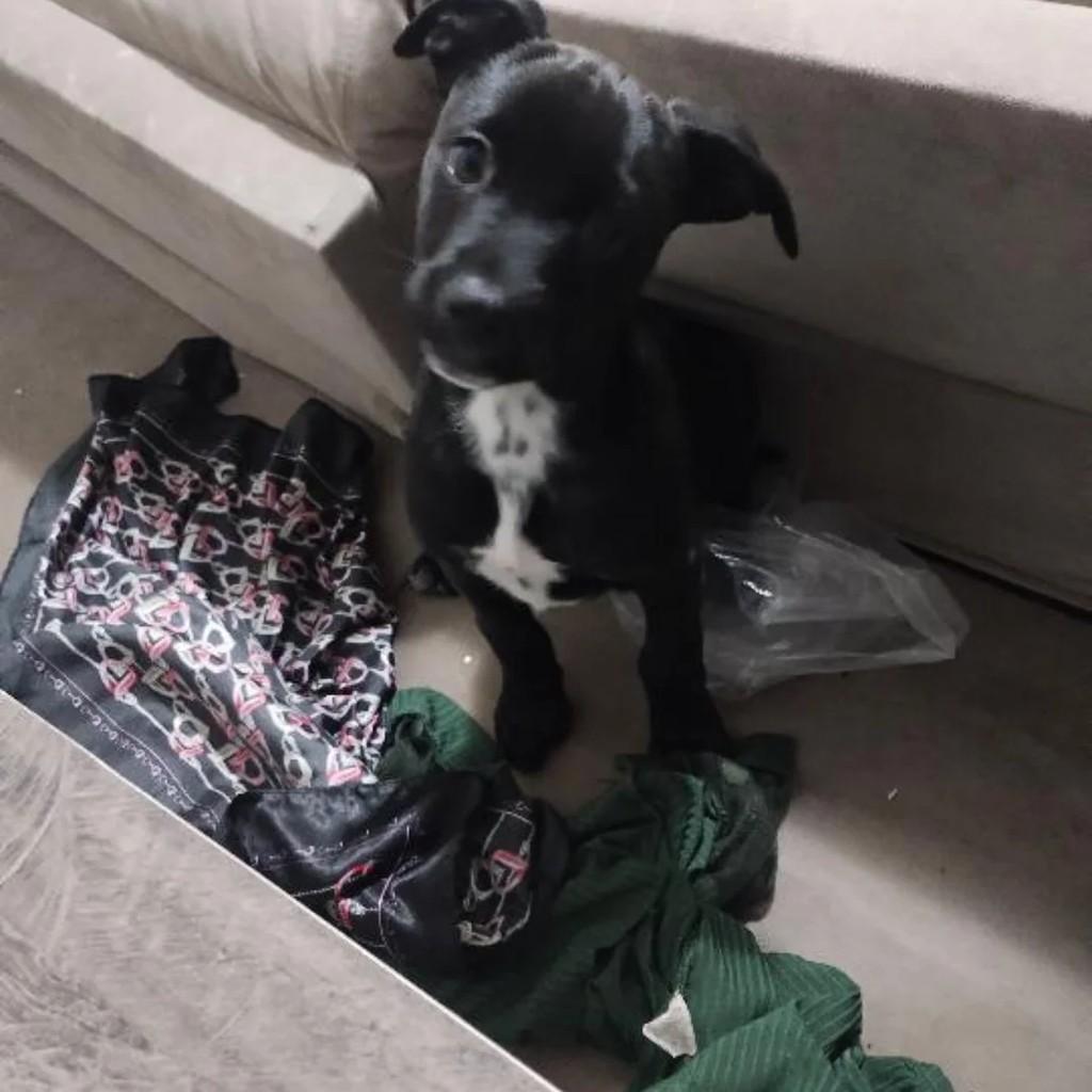 Pingo, cachorro para adoção em Caxias do Sul - RS