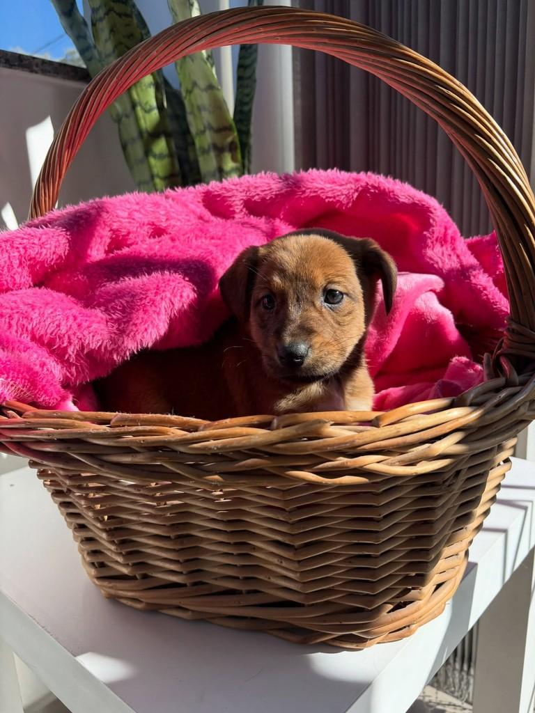 Laura, cachorro de porte pequeno para adoção em Caxias do Sul - RS