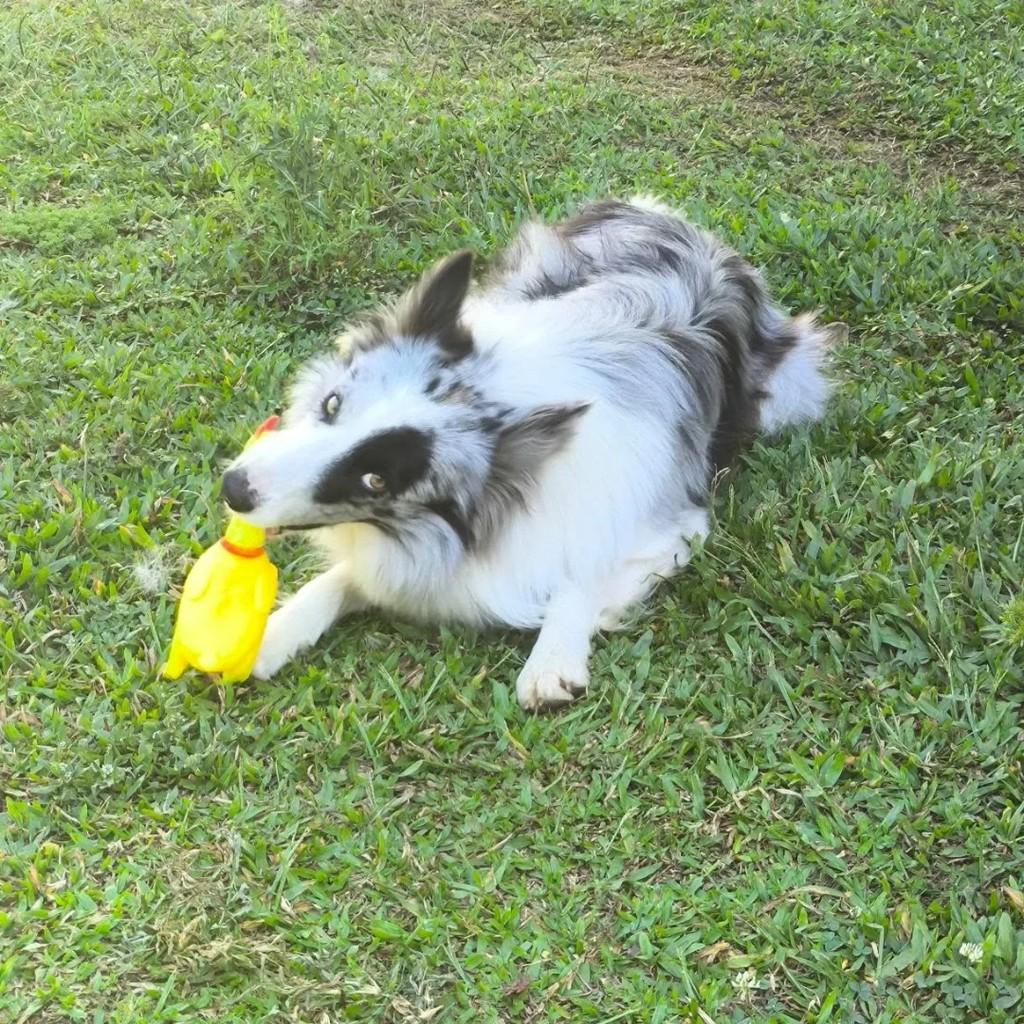 Railey, cachorro de porte médio para adoção em Caxias do Sul - RS