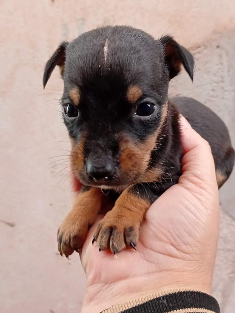 Scott, cachorro de porte médio para adoção em Caxias do Sul - RS
