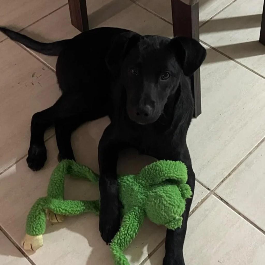 Sirius, cachorro de porte grande para adoção em Caxias do Sul - RS