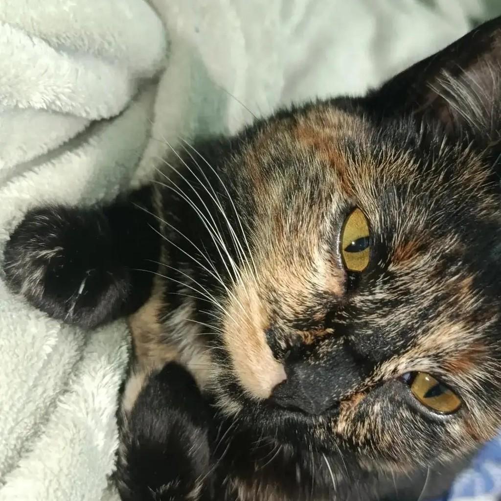 Siena, gata de porte pequeno para adoção em Caxias do Sul - RS