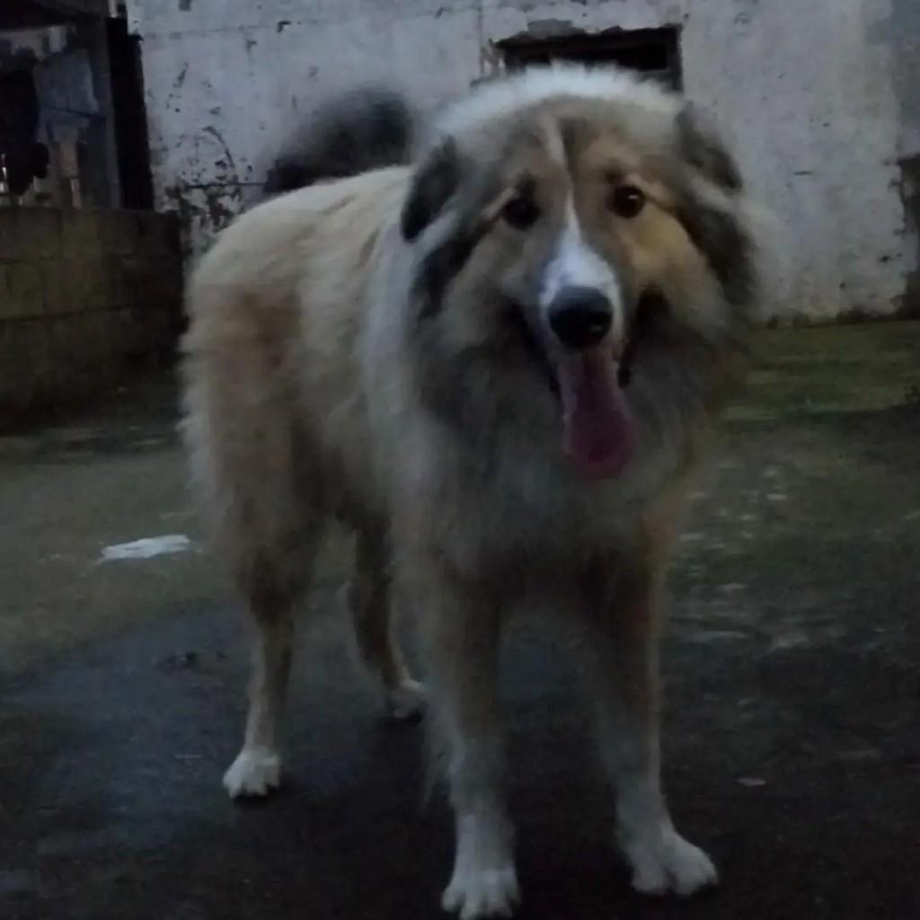 Danone, cachorro de porte grande para adoção em Caxias do Sul - RS