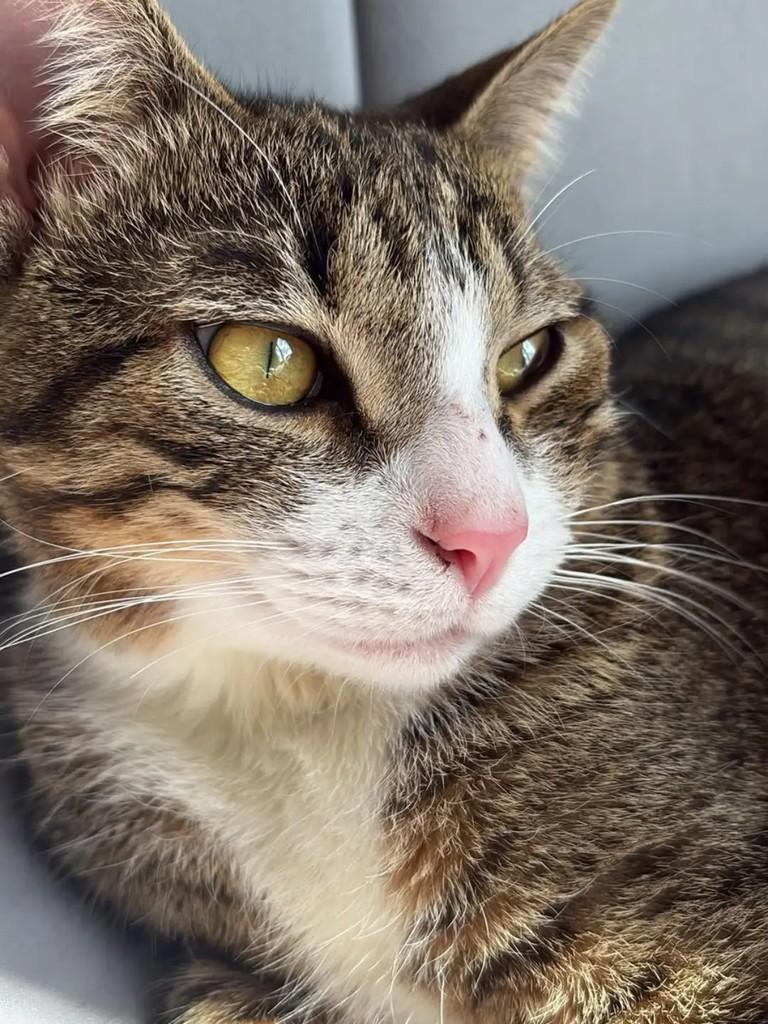 Bruno, gato de porte médio para adoção em Caxias do Sul - RS