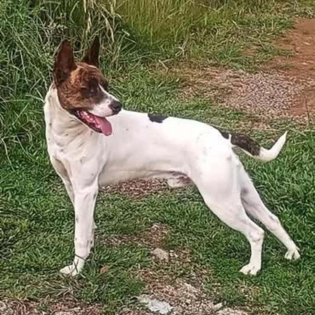 Toro, cachorro de porte médio para adoção em Caxias do Sul - RS