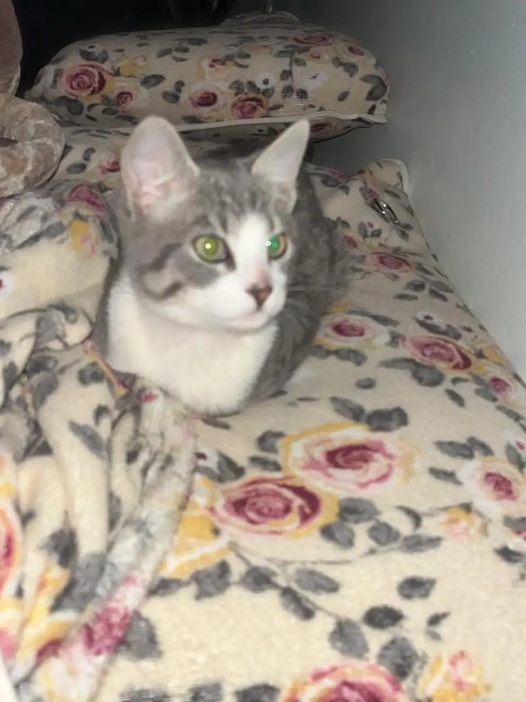 Juka, gato de porte pequeno para adoção em Caxias do Sul - RS
