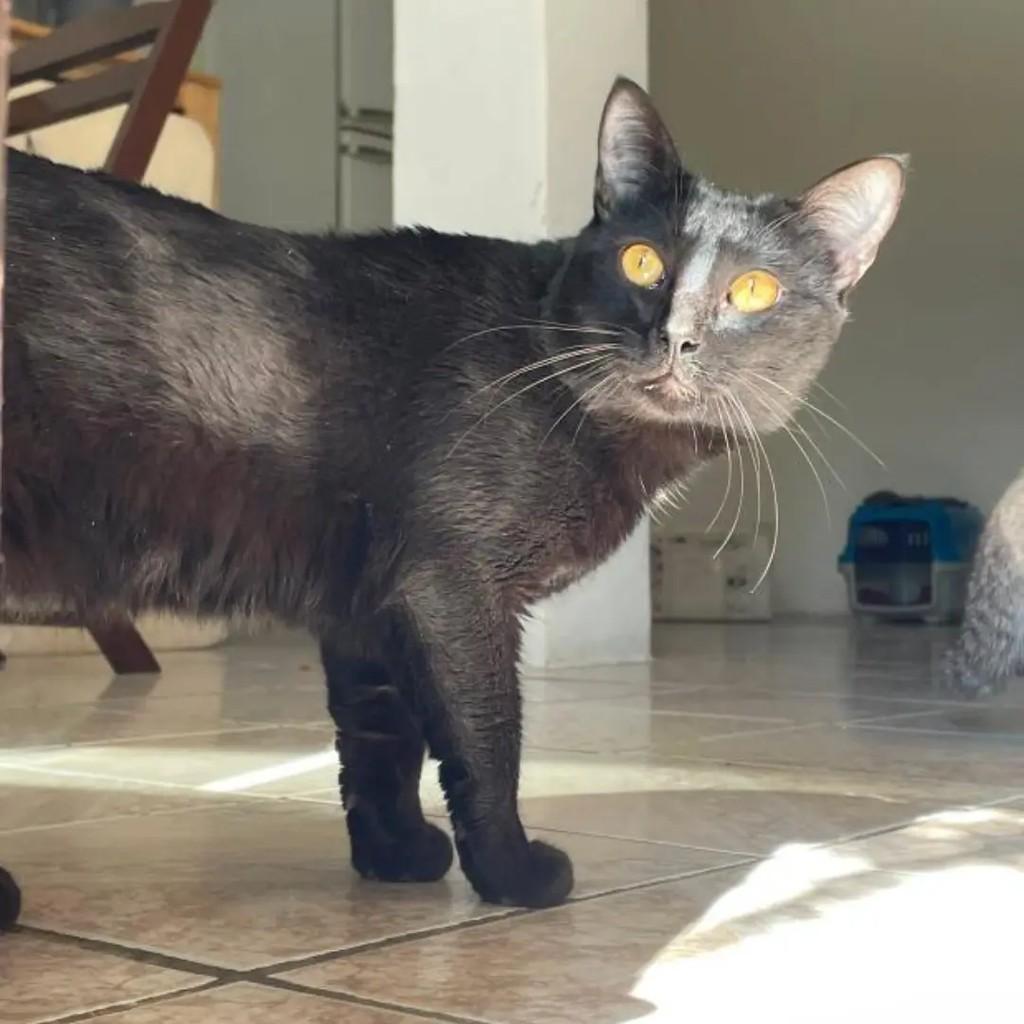 Antônio, gato de porte médio para adoção em Caxias do Sul - RS