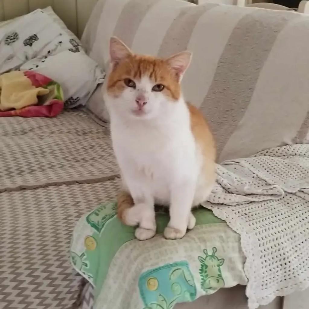 Flex, gato de porte médio para adoção em Caxias do Sul - RS