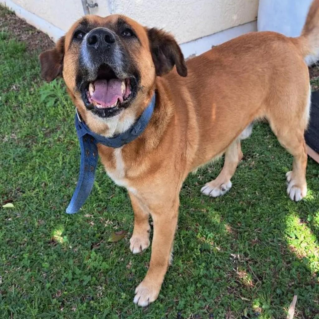 Thor, cachorro de porte grande para adoção em Caxias do Sul - RS