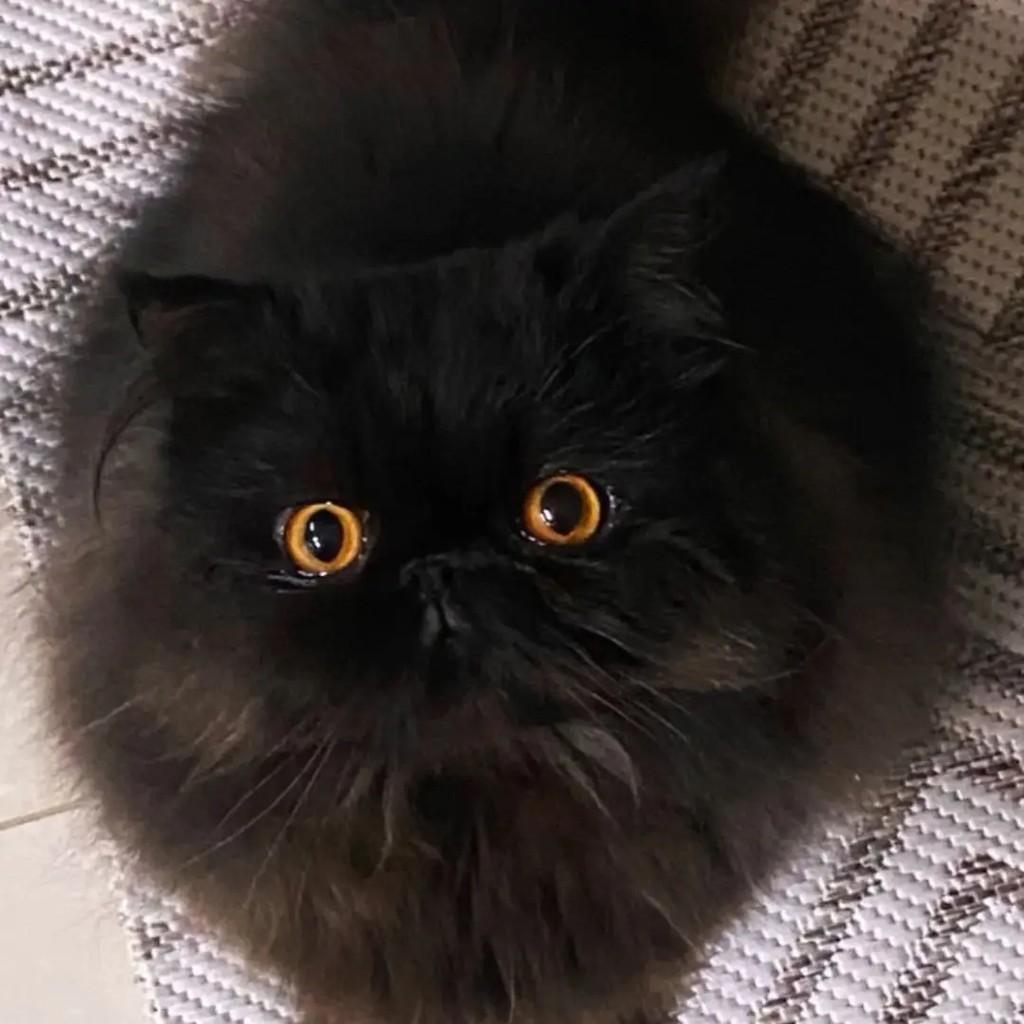 Negresco, gato de porte médio para adoção em Caxias do Sul - RS