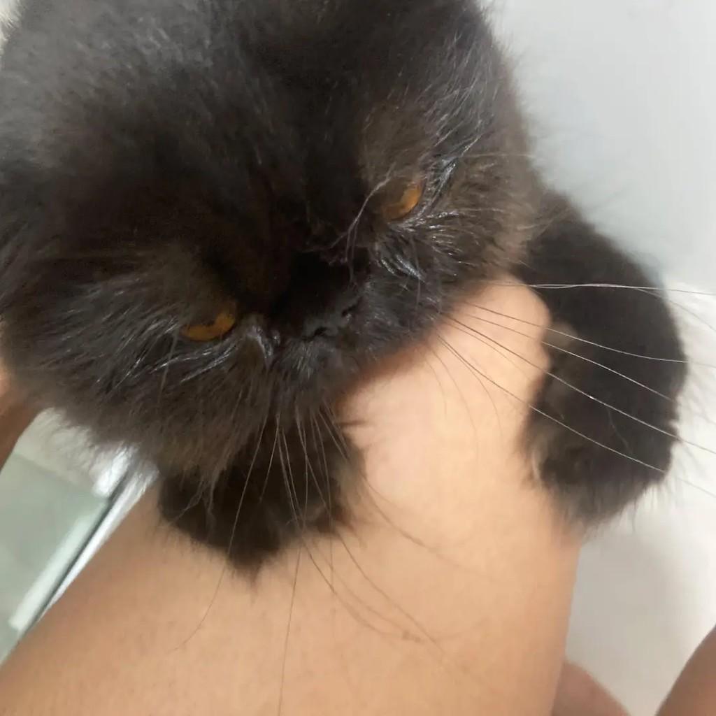 Negresco, gato de porte médio para adoção em Caxias do Sul - RS — foto 2 de 3