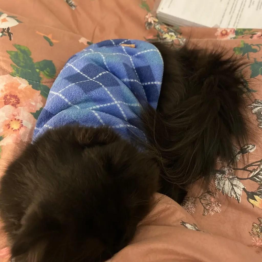 Negresco, gato de porte médio para adoção em Caxias do Sul - RS — foto 3 de 3