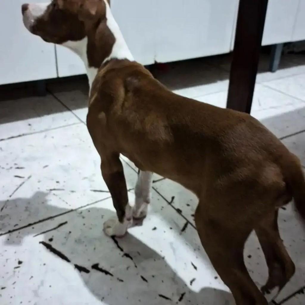 Ravena, cadela de porte médio para adoção em Caxias do Sul - RS