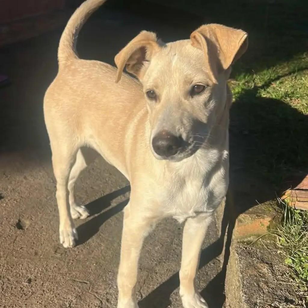Paçoca, cachorro de porte médio para adoção em Caxias do Sul - RS