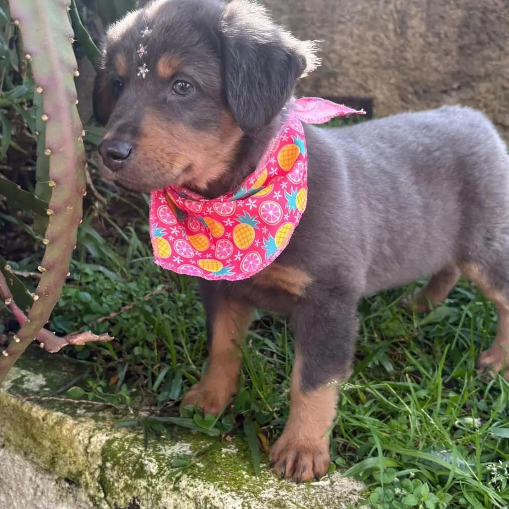 Ninna, cachorro de porte pequeno para adoção em Caxias do Sul - RS