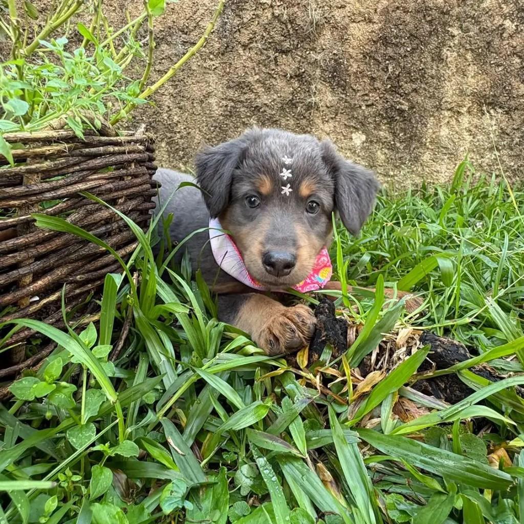 Ninna, cachorro de porte pequeno para adoção em Caxias do Sul - RS — foto 2 de 4
