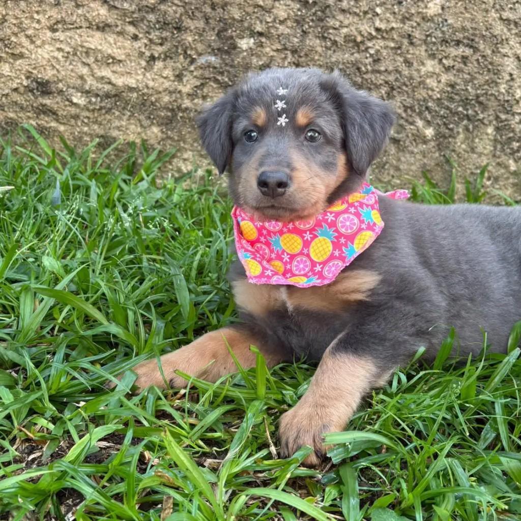 Ninna, cachorro de porte pequeno para adoção em Caxias do Sul - RS — foto 3 de 4