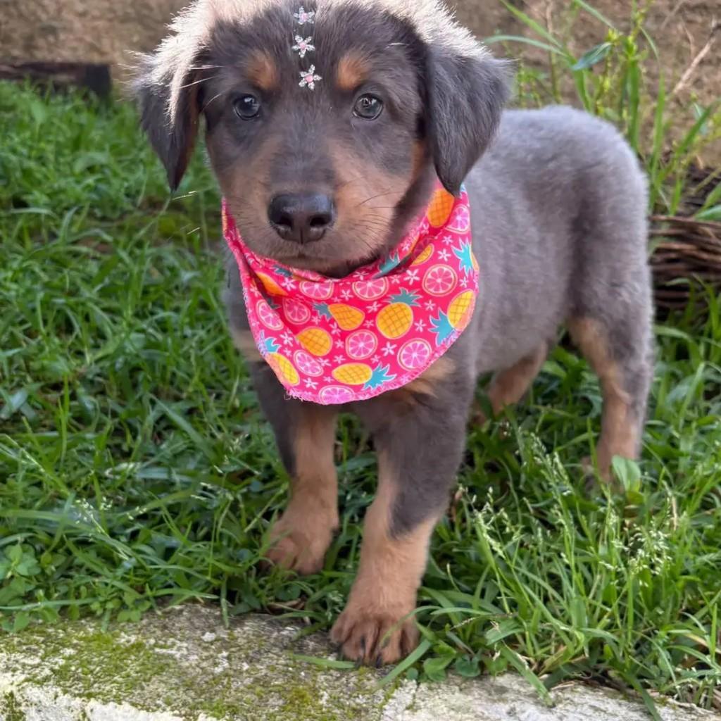 Ninna, cachorro de porte pequeno para adoção em Caxias do Sul - RS — foto 4 de 4