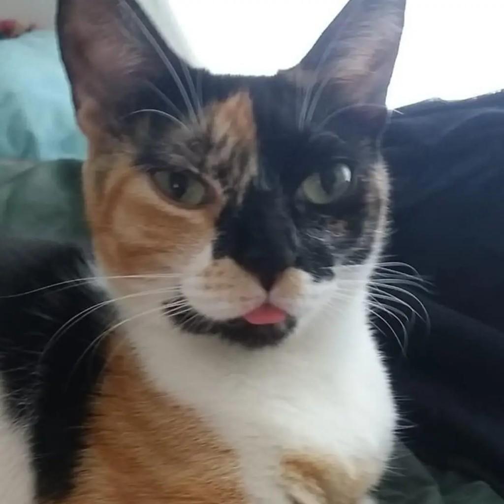 Muffin, gata de porte médio para adoção em Caxias do Sul - RS