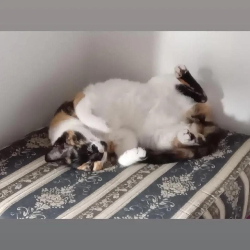 Muffin, gata de porte médio para adoção em Caxias do Sul - RS — foto 2 de 2