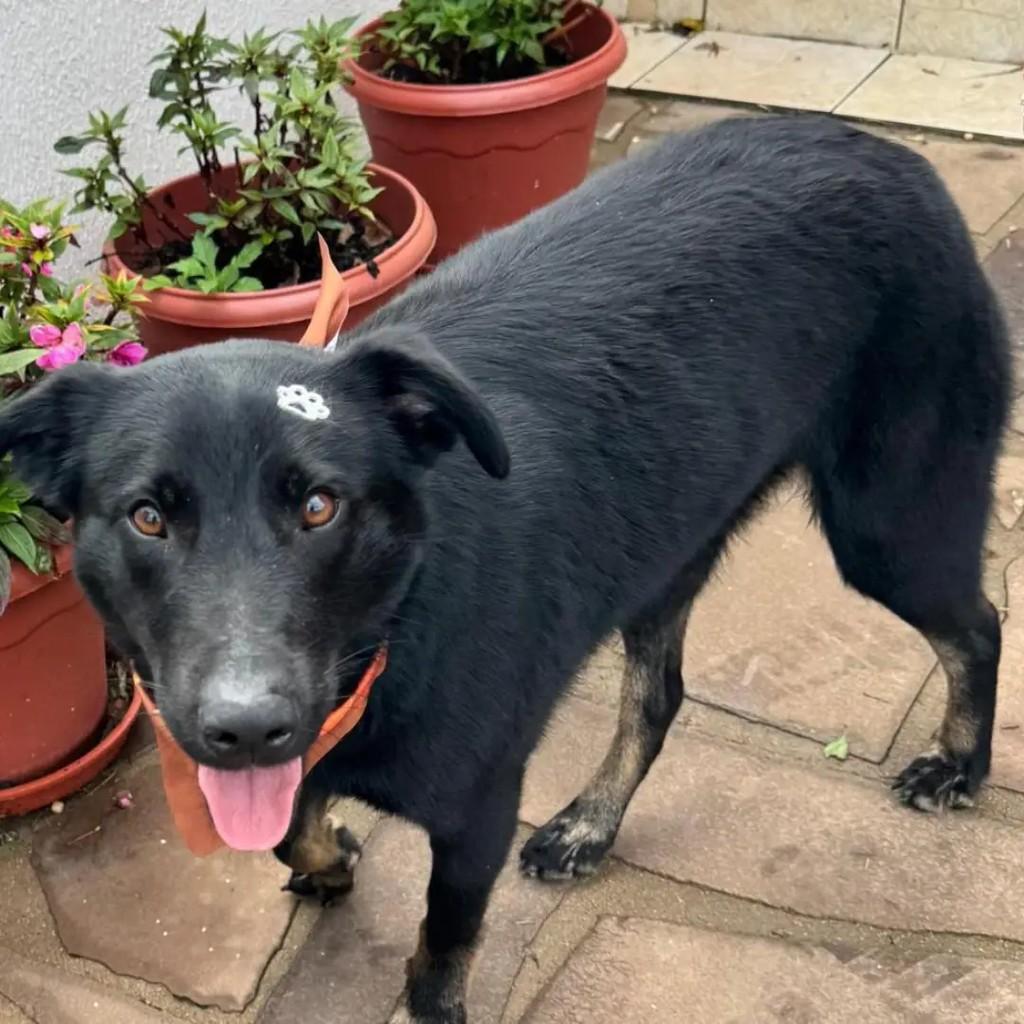 Tobias, cachorro de porte médio para adoção em Caxias do Sul - RS