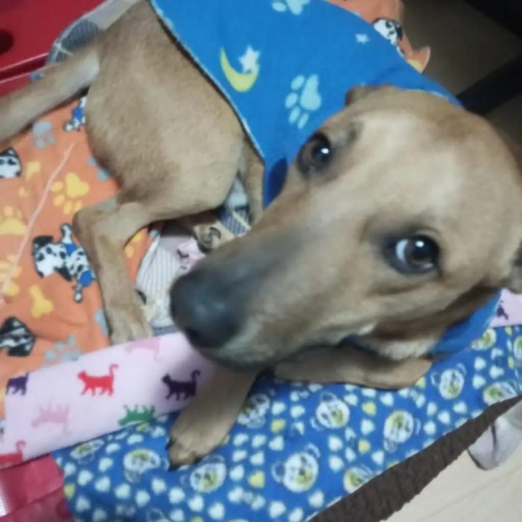 Caramelo, cachorro de porte médio para adoção em Caxias do Sul - RS