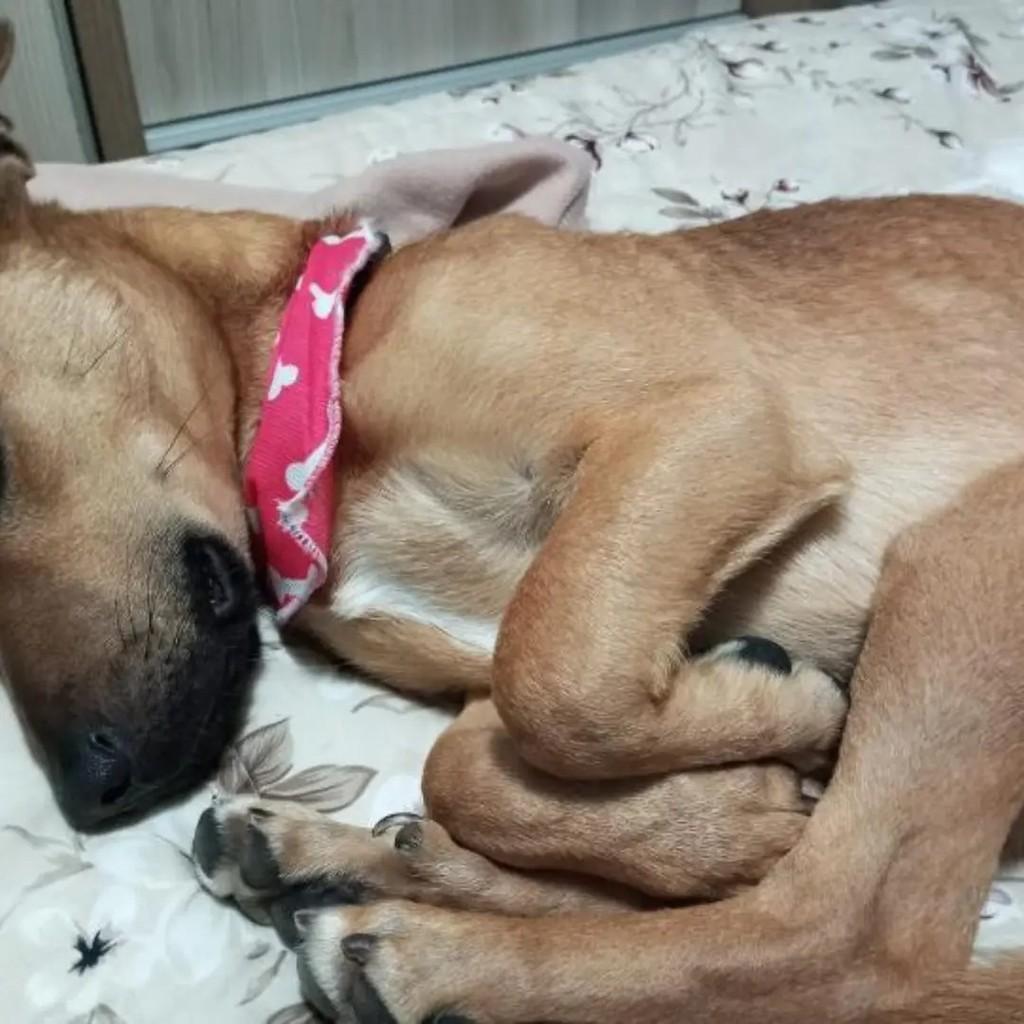 Caramelo, cachorro de porte médio para adoção em Caxias do Sul - RS — foto 2 de 5