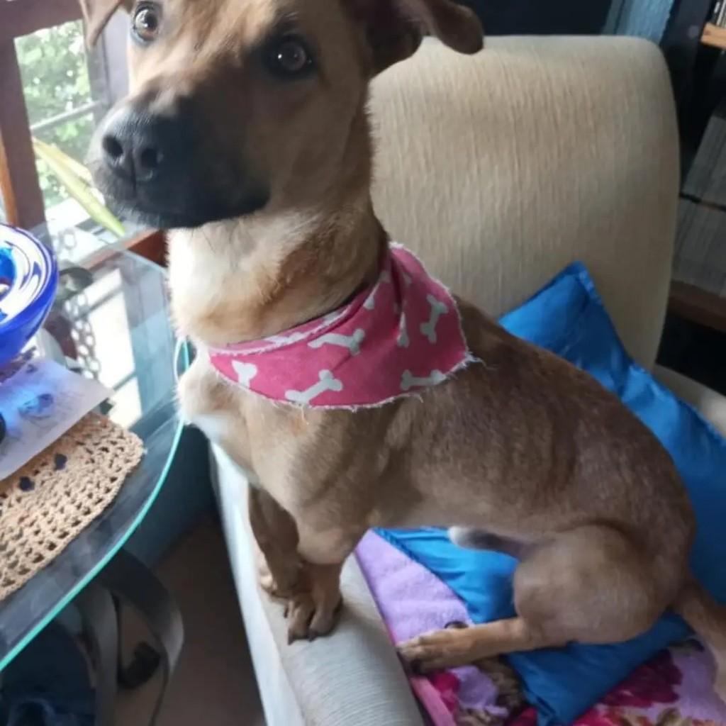 Caramelo, cachorro de porte médio para adoção em Caxias do Sul - RS — foto 3 de 5