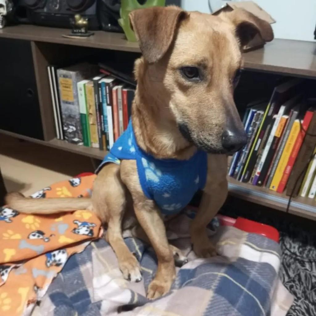 Caramelo, cachorro de porte médio para adoção em Caxias do Sul - RS — foto 4 de 5