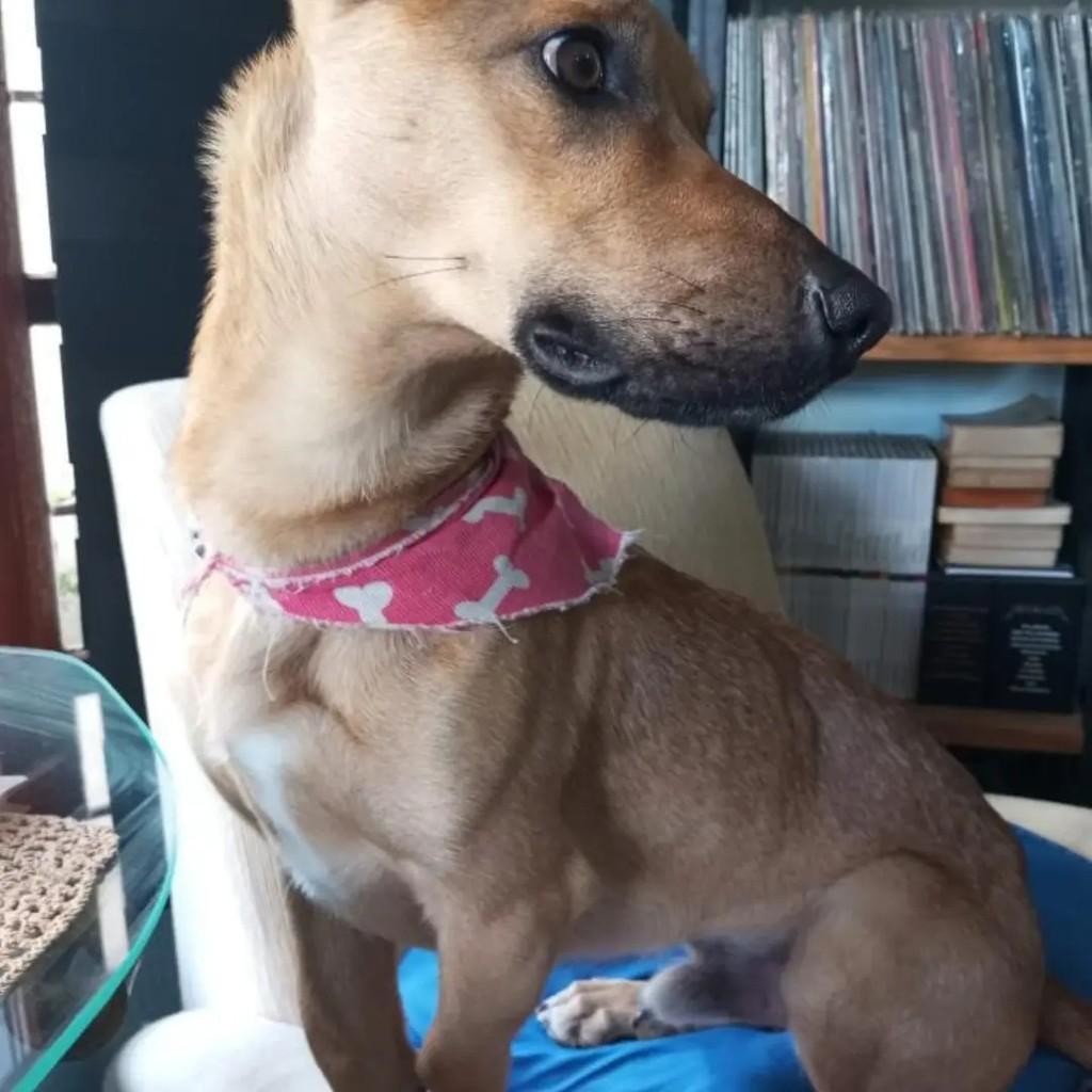 Caramelo, cachorro de porte médio para adoção em Caxias do Sul - RS — foto 5 de 5
