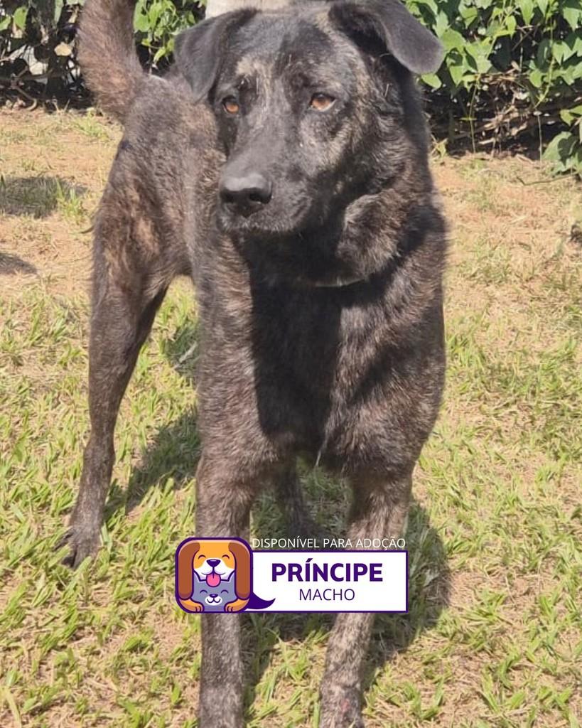 Príncipe, cachorro de porte médio para adoção em Sorocaba - SP