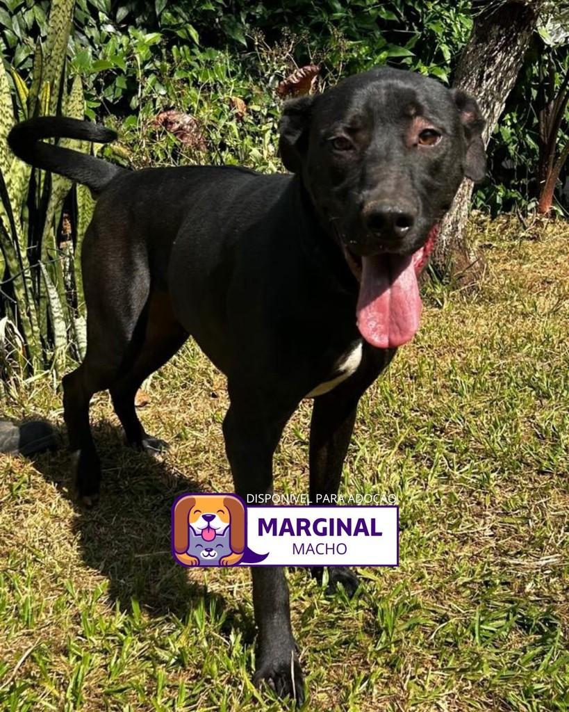 Marginal, cachorro de porte médio para adoção em Sorocaba - SP