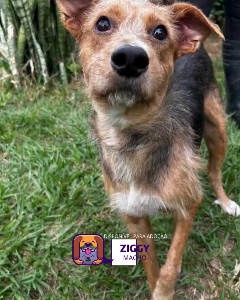 Ziggy, cachorro de porte pequeno para adoção em Sorocaba - SP