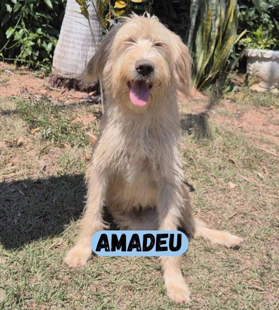 Amadeu, cachorro de porte médio para adoção em Sorocaba - SP