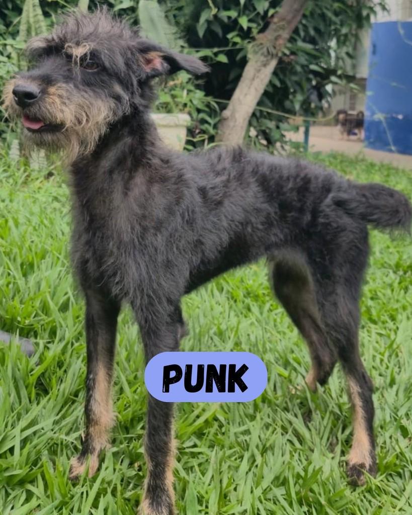 Punk, cachorro de porte pequeno para adoção em Sorocaba - SP