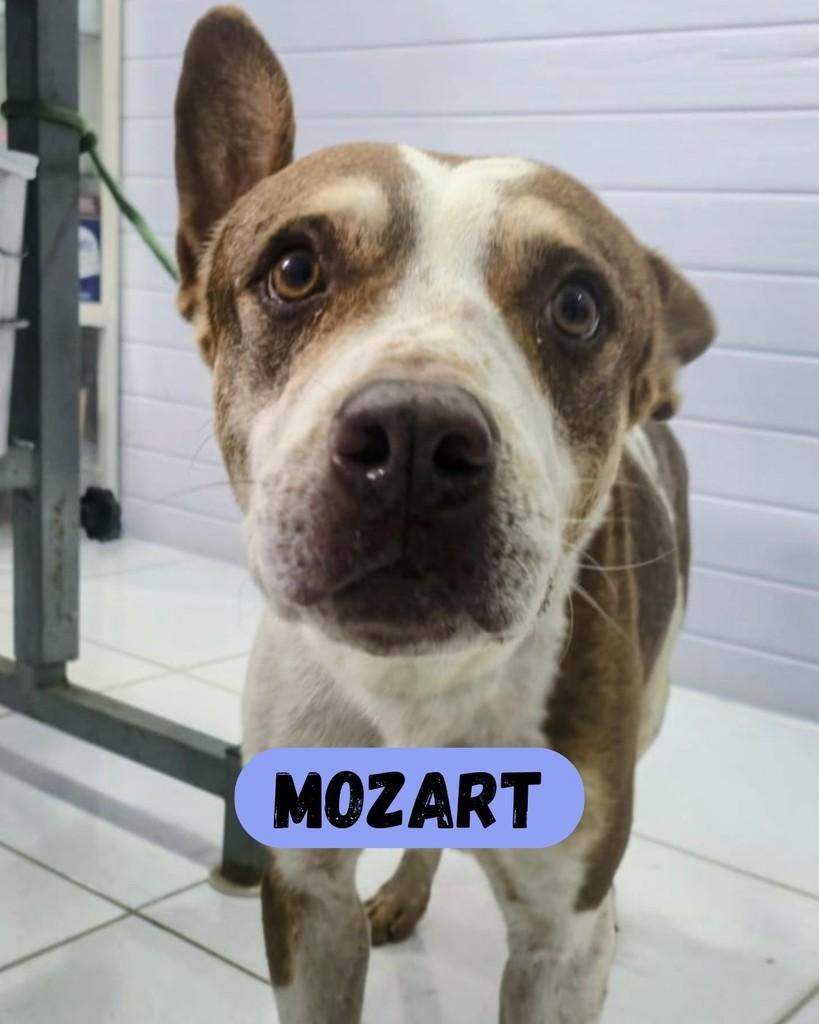 Mozart, cachorro de porte grande para adoção em Sorocaba - SP