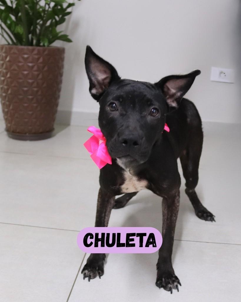 Chuleta, cachorro de porte pequeno para adoção em Sorocaba - SP