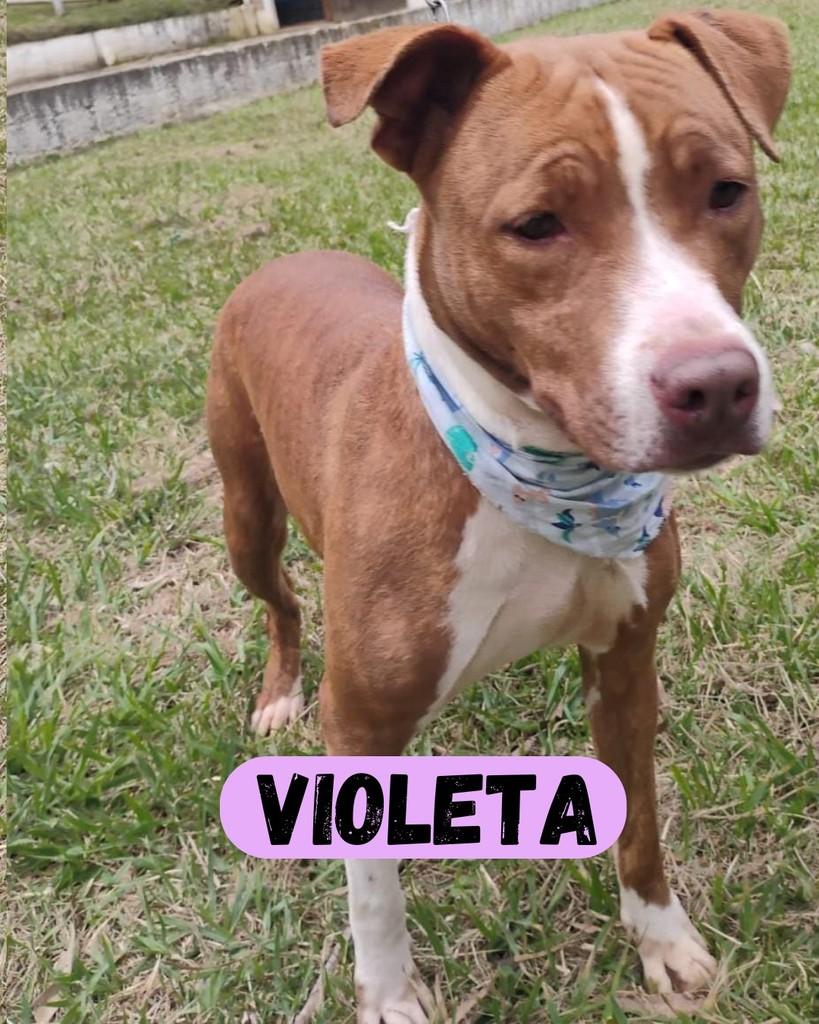 Violeta, cadela de porte grande para adoção em Sorocaba - SP