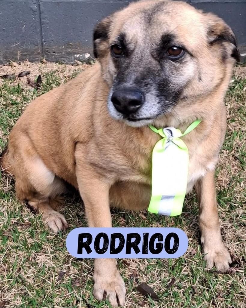 Rodrigo, cachorro de porte grande para adoção em Sorocaba - SP