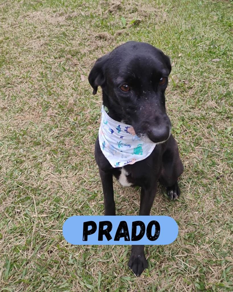 Prado, cachorro de porte médio para adoção em Sorocaba - SP