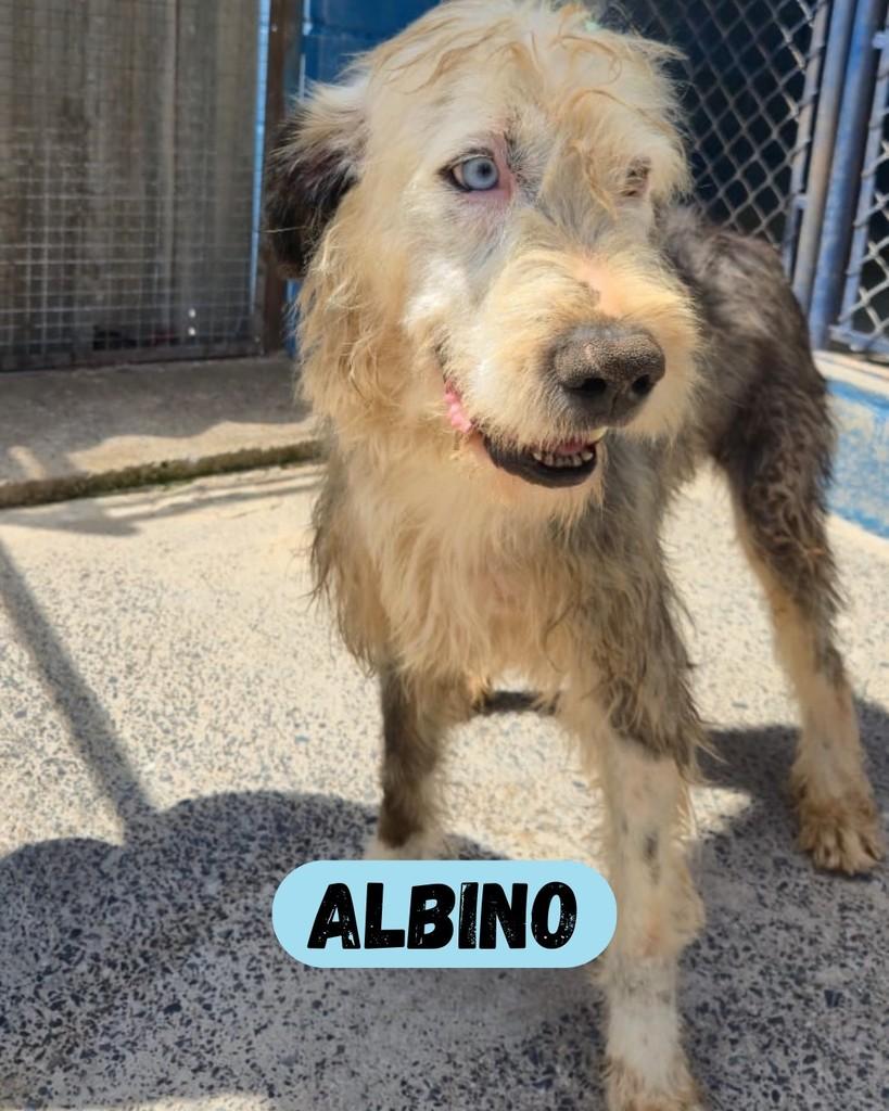 Albino, cachorro de porte grande para adoção em Sorocaba - SP