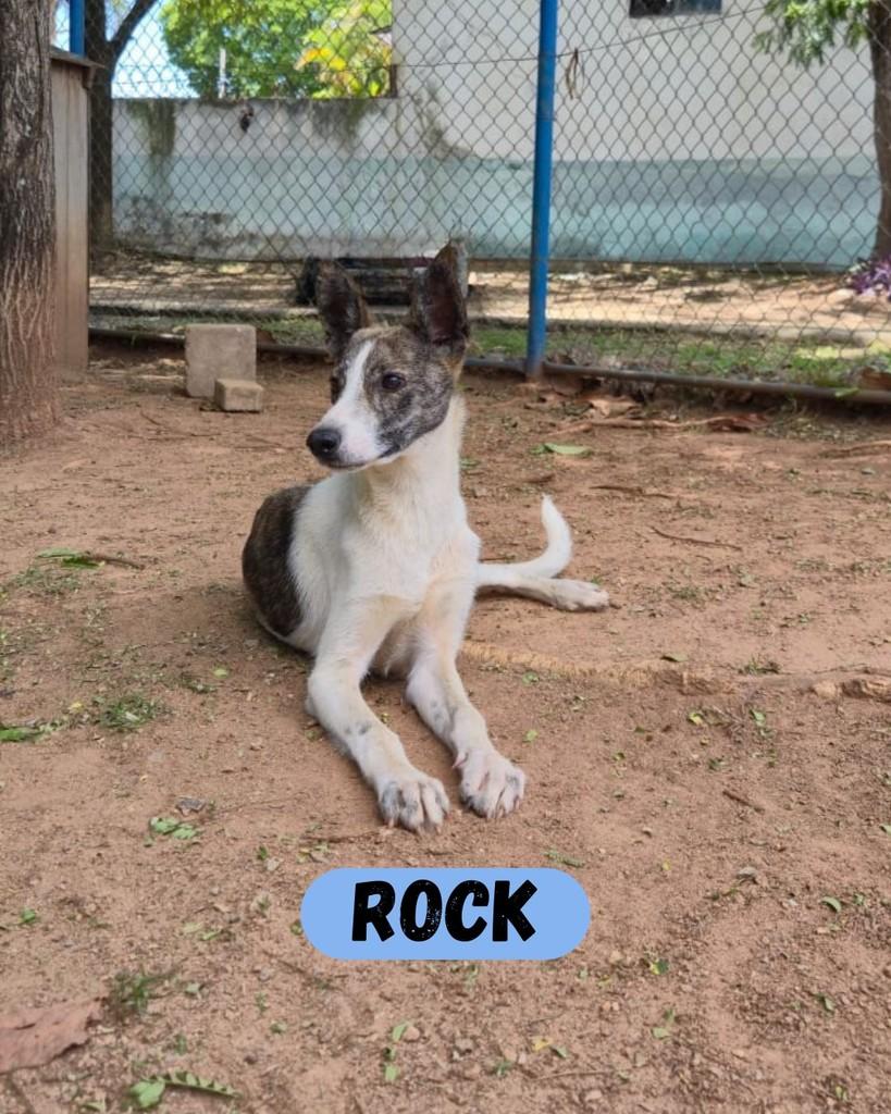 Rock, cachorro de porte médio para adoção em Sorocaba - SP