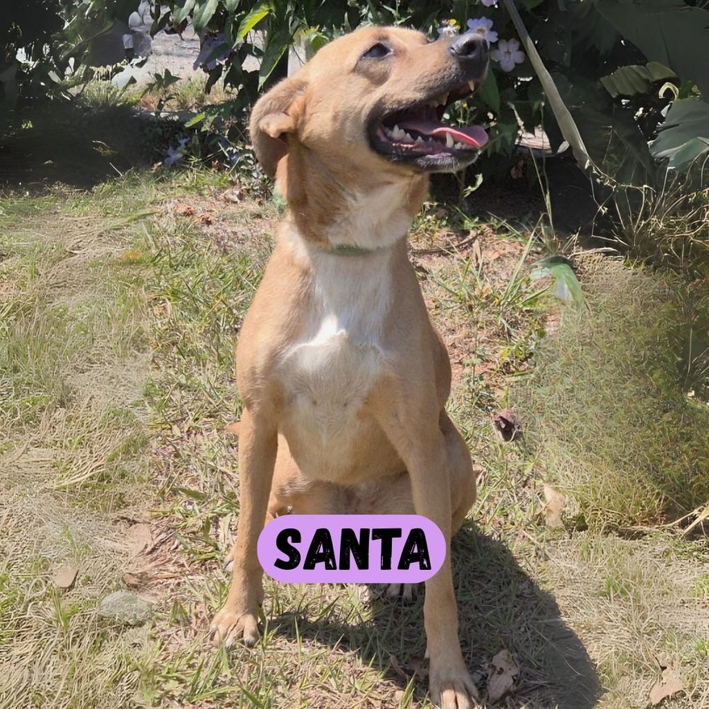 Santa, cadela de porte médio para adoção em Sorocaba - SP