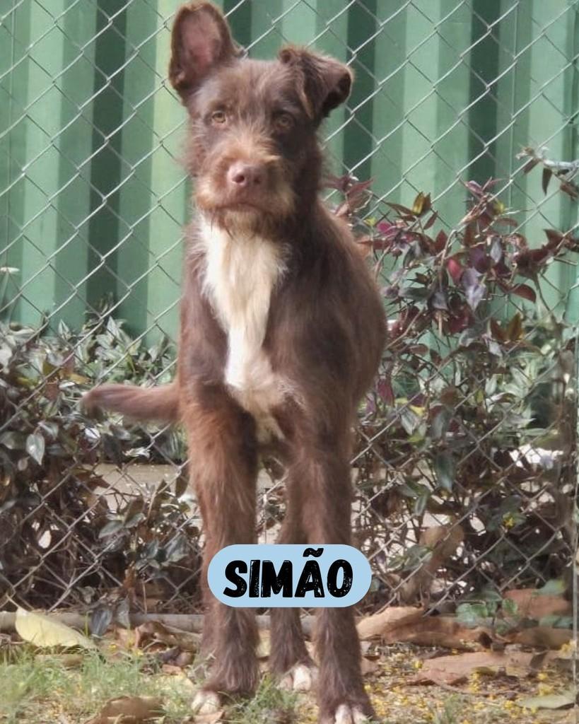 Simão, cachorro de porte grande para adoção em Sorocaba - SP